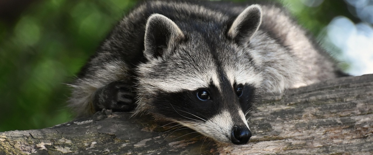 Rabies Vaccine Bait Drop for Wildlife Banner Image