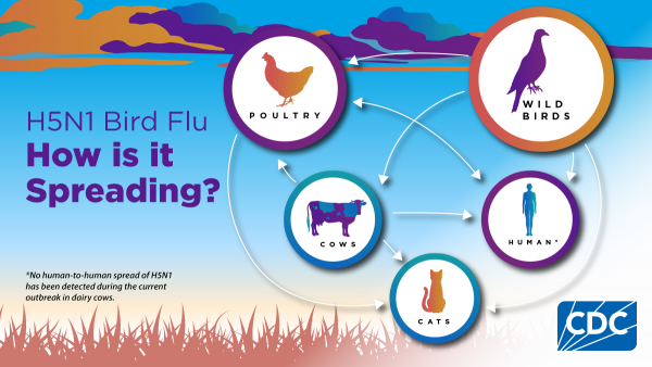 Photo for Bird Flu: How is it Spreading