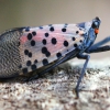 Photo for Spotted Lantern Flies
