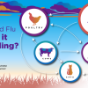 Photo for Bird Flu: How is it Spreading